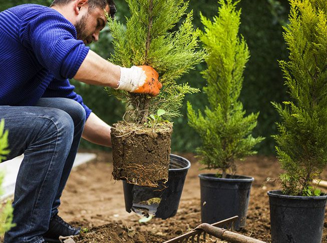 landscaping company worker planting shrubs